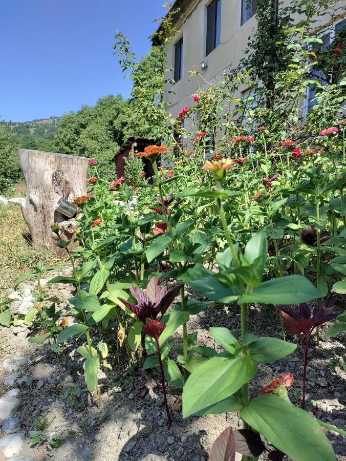 Village House 메스티아 외부 사진